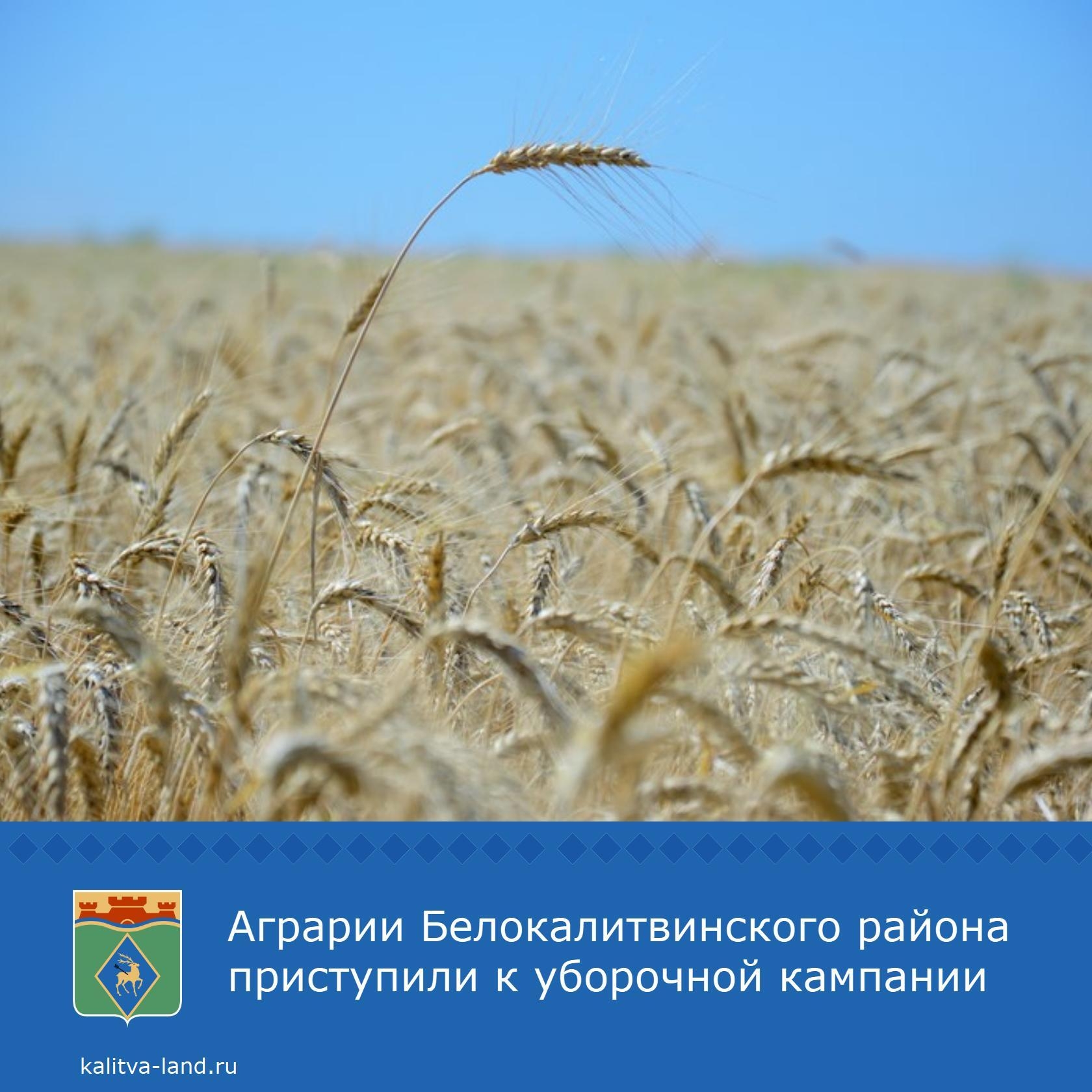 ❗️ В Белокалитвинском районе стартовала уборочная кампания. Одними из первых приступили к сбору ранних зерновых культур ООО «РЗК «Ресурс», АО «Малоорл...