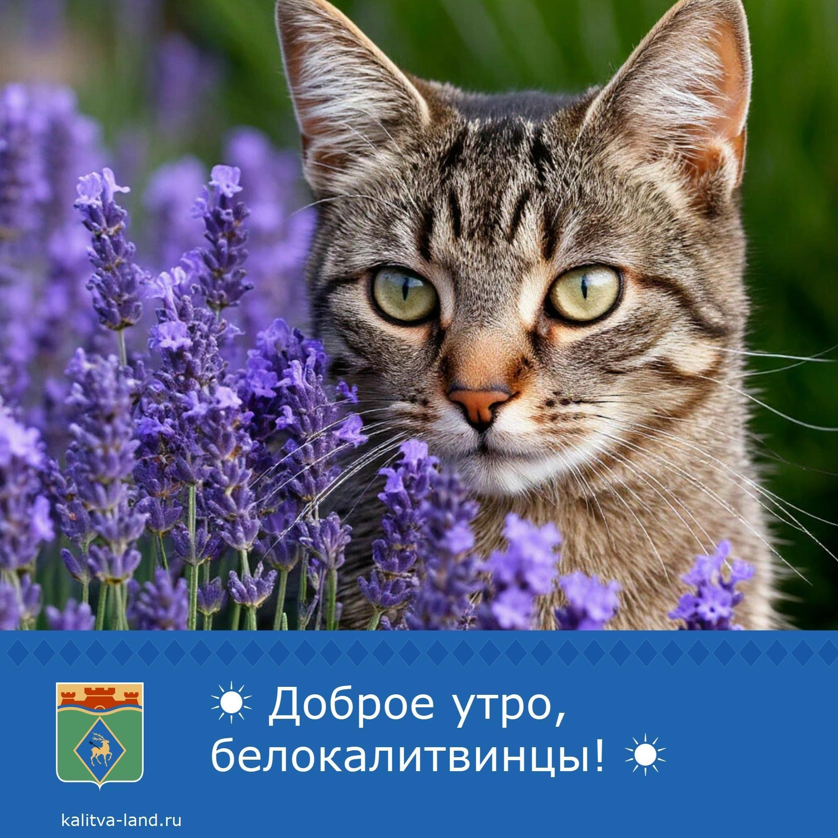 Доброе утро, белокалитвинцы! ☀️
