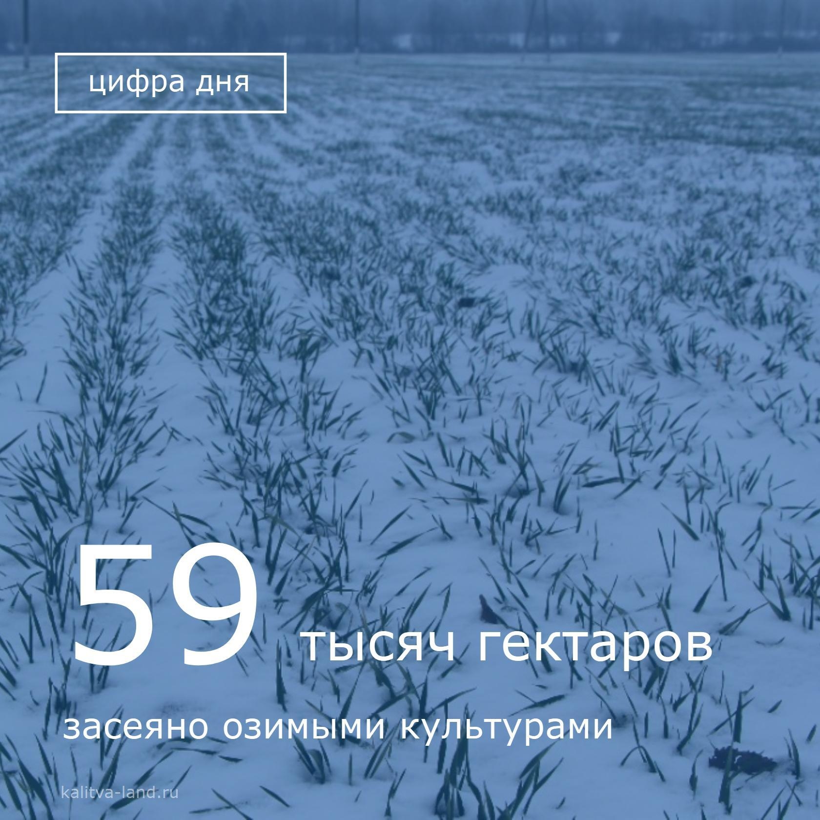  Под урожай этого года аграрии района засеяли 59,4 тысячи гектаров ози...