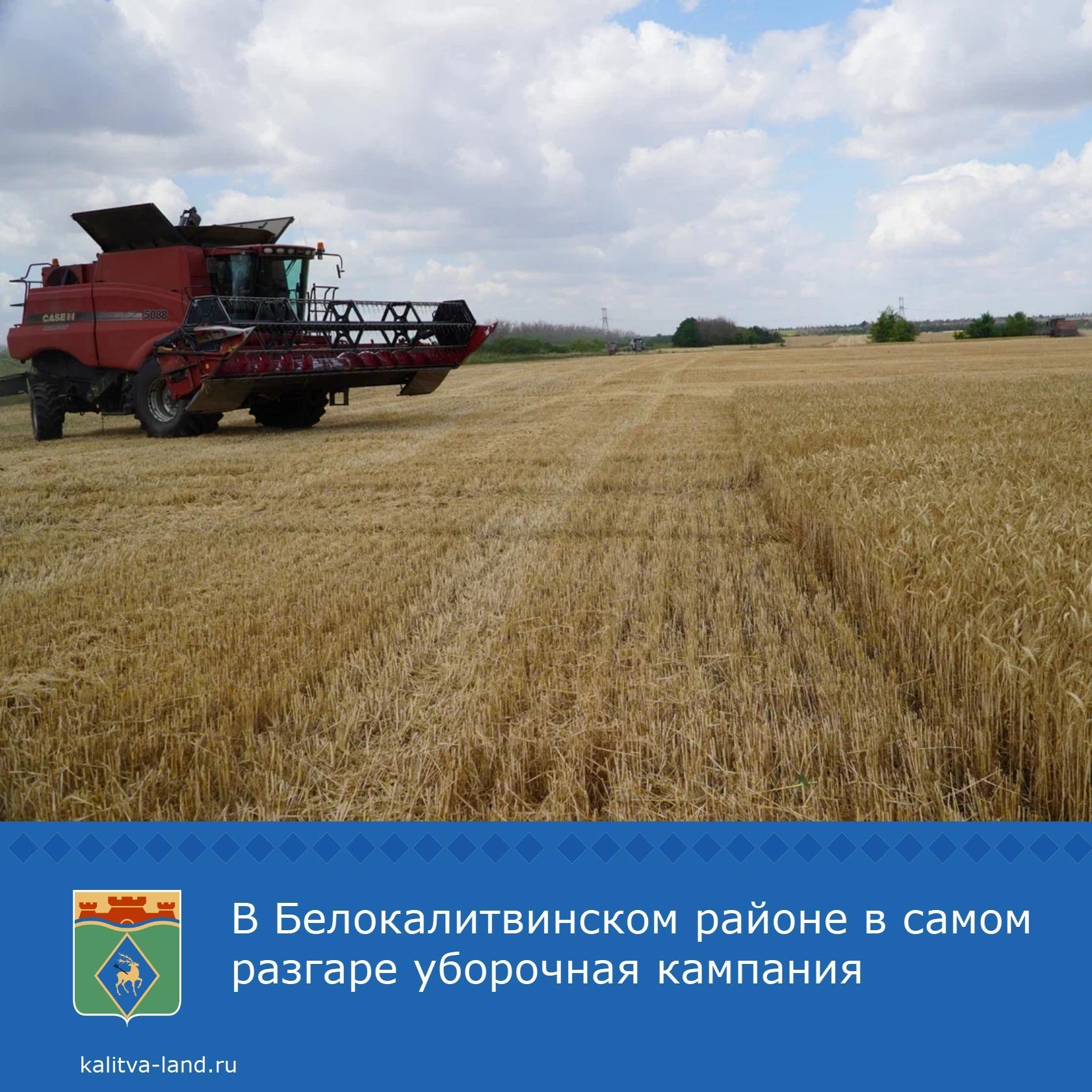  В Белокалитвинском районе продолжается уборка ранних зерновых культур. На сегодня уже собран урожай с 52 738 гектаров.
