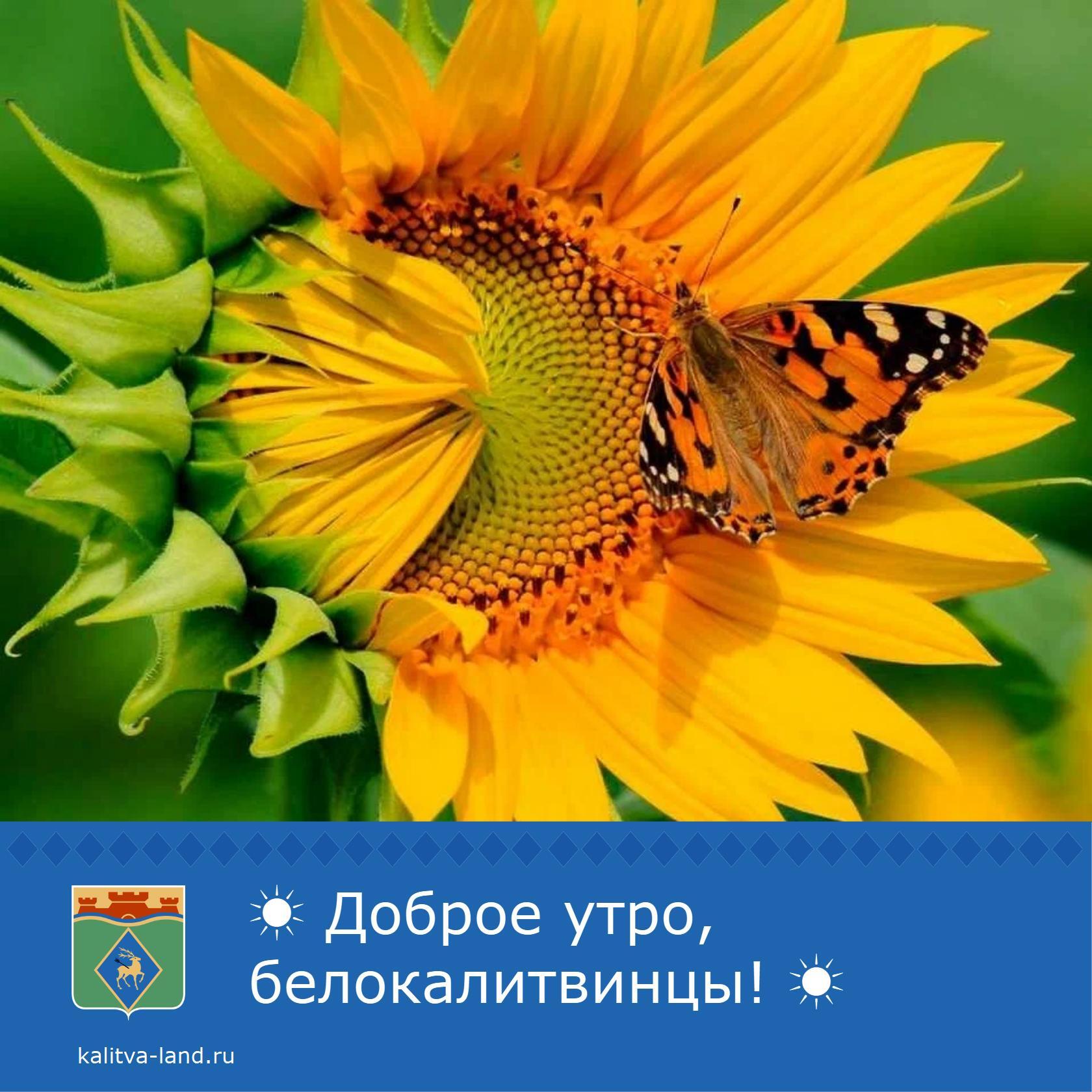  Доброе утро, белокалитвинцы!