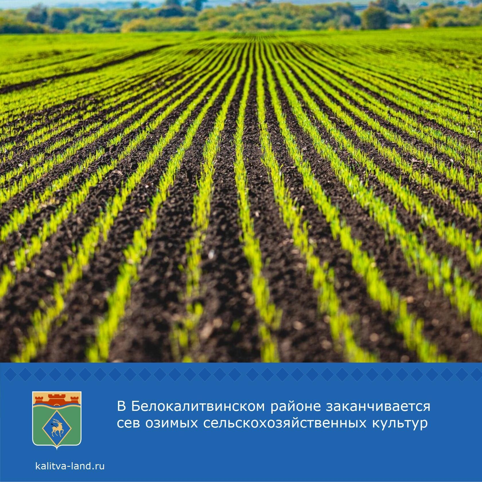 Аграрии Белокалитвинского района заканчивают уборку подсолнечника. Уж...