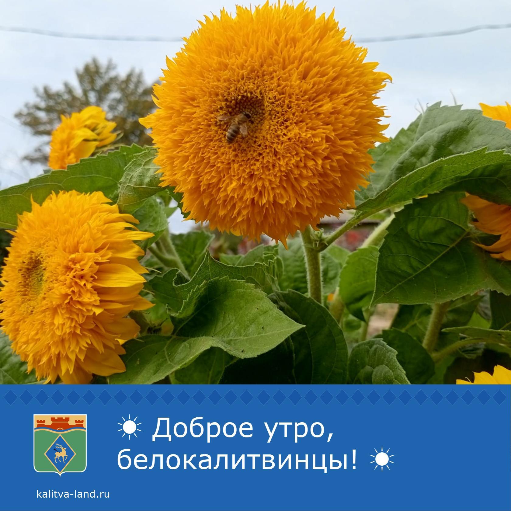  Доброе утро, белокалитвинцы!