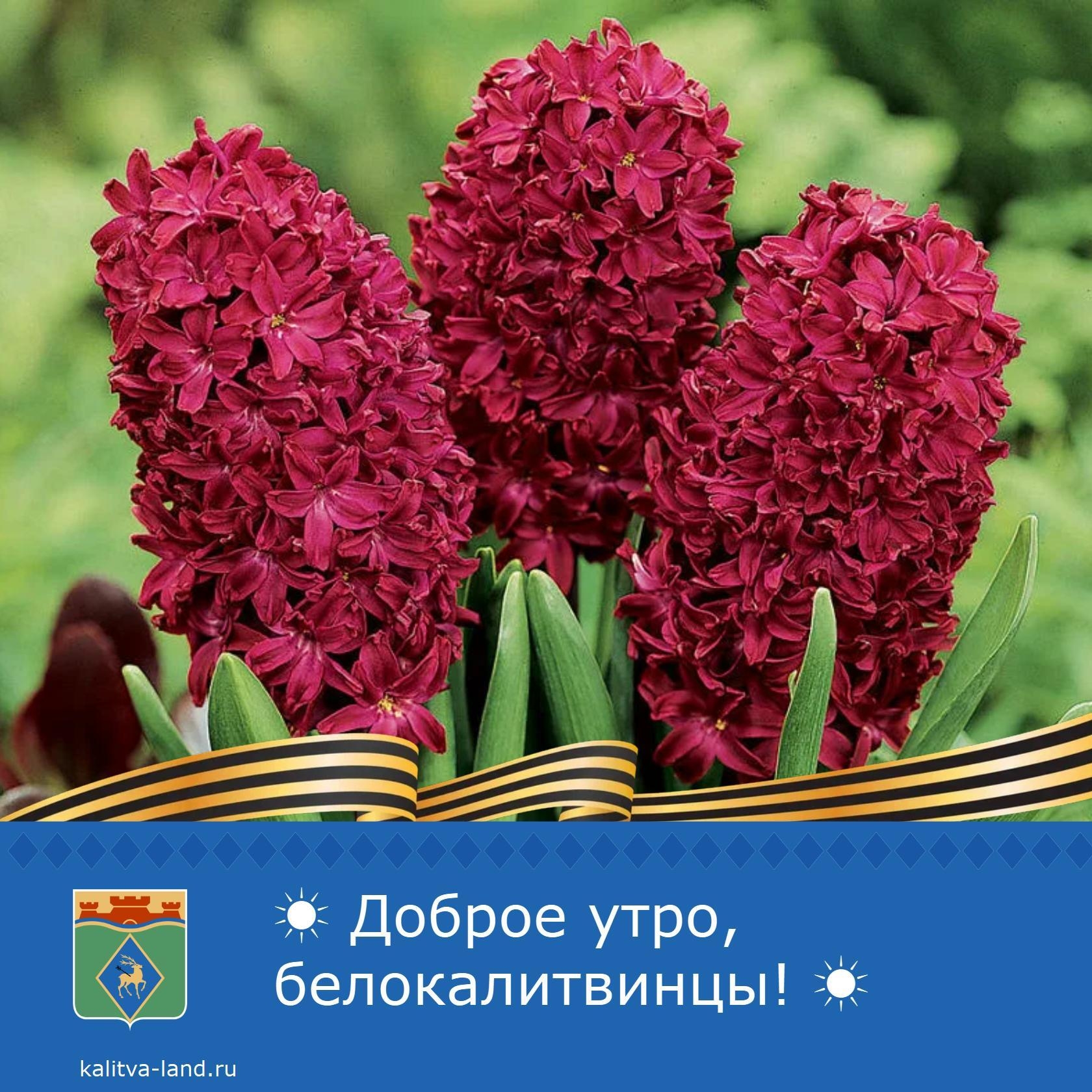 Доброе утро, белокалитвинцы! 