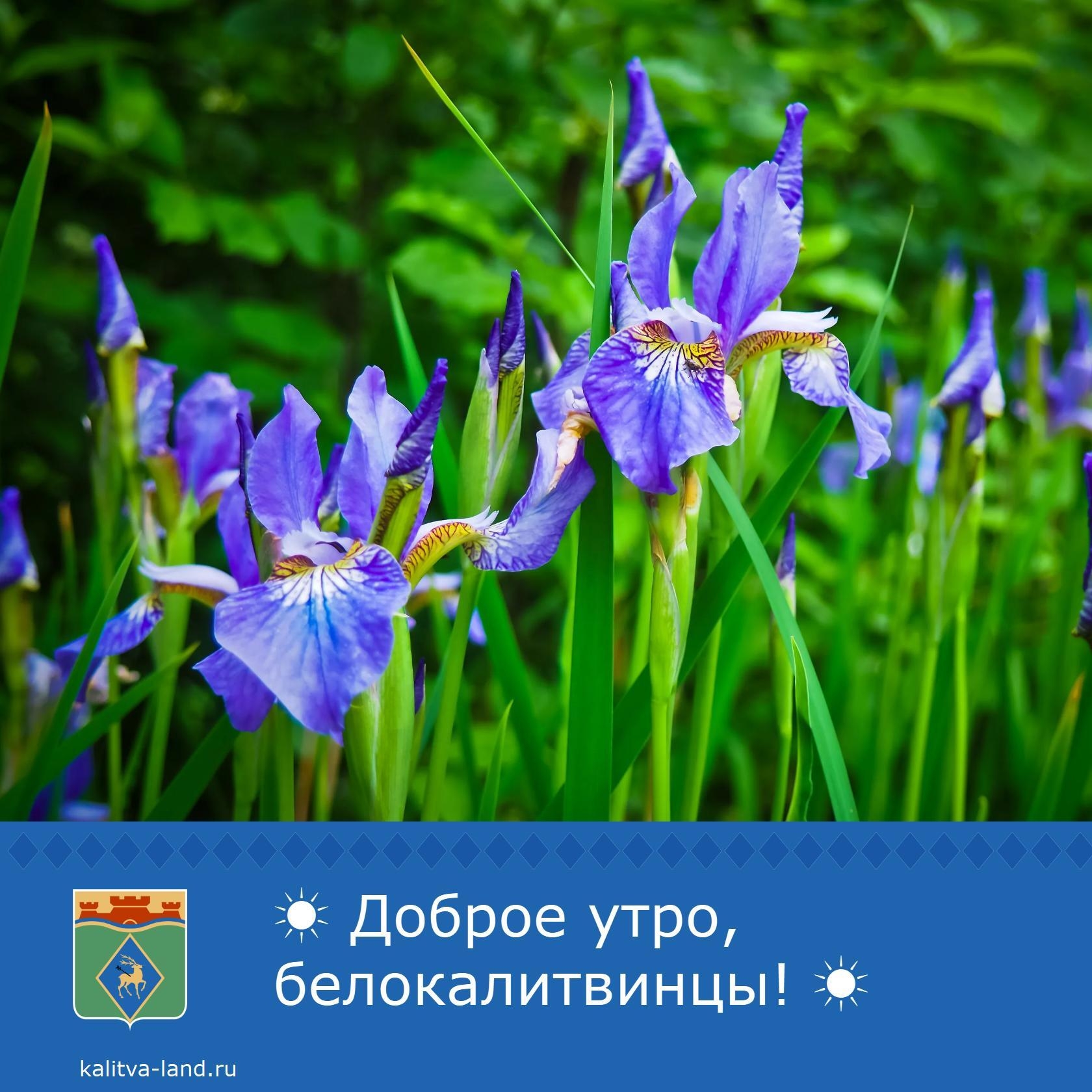 Доброе утро, белокалитвинцы! ☀️