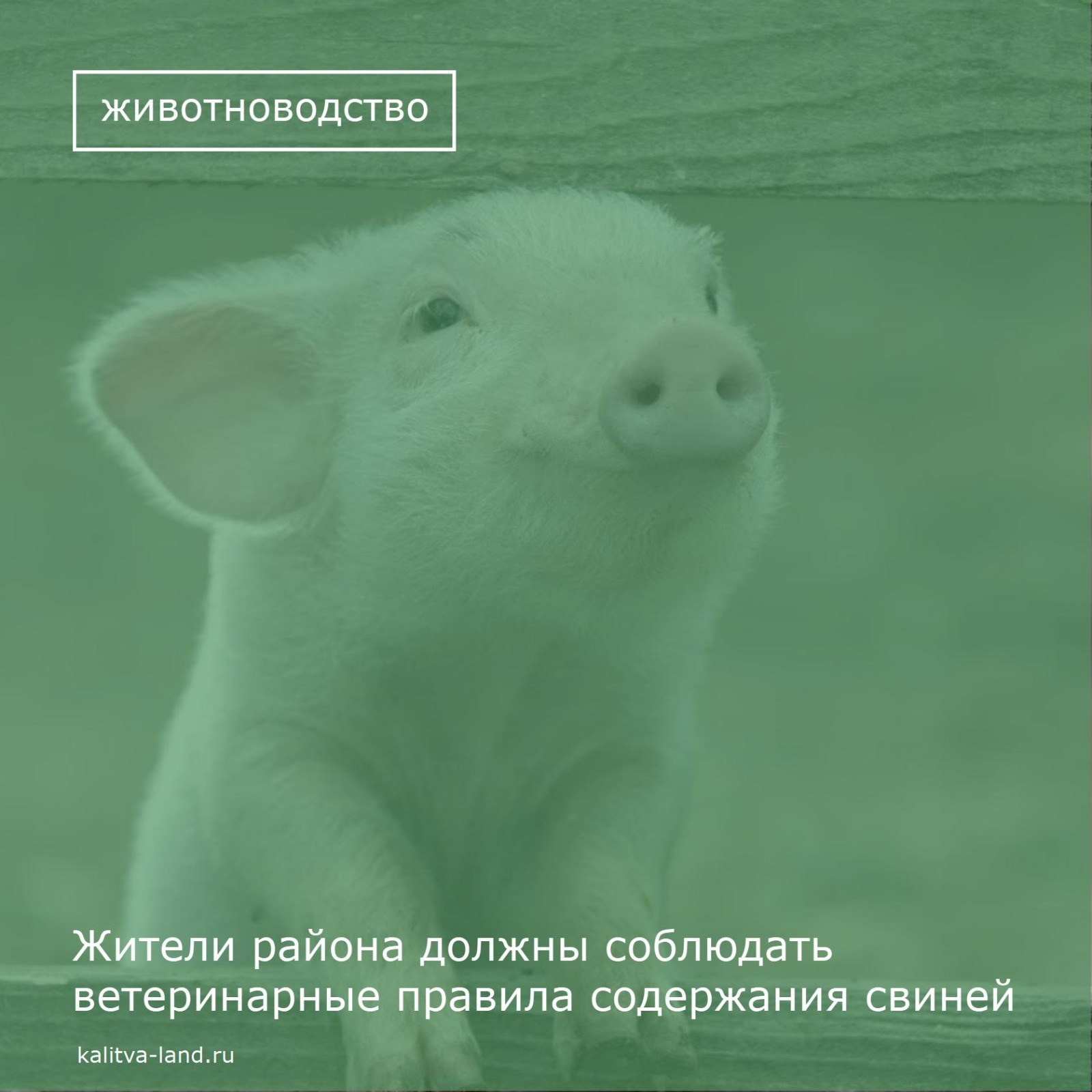 Уважаемые белокалитвинцы!