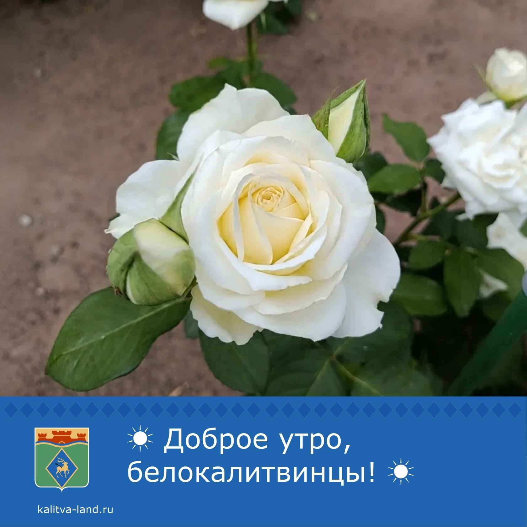  Доброе утро, белокалитвинцы!