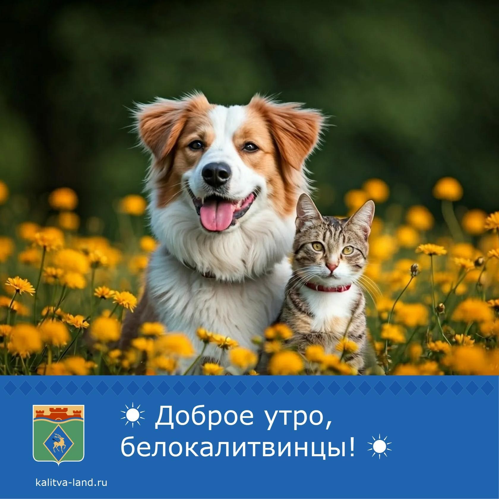 ✨Доброе утро, белокалитвинцы!