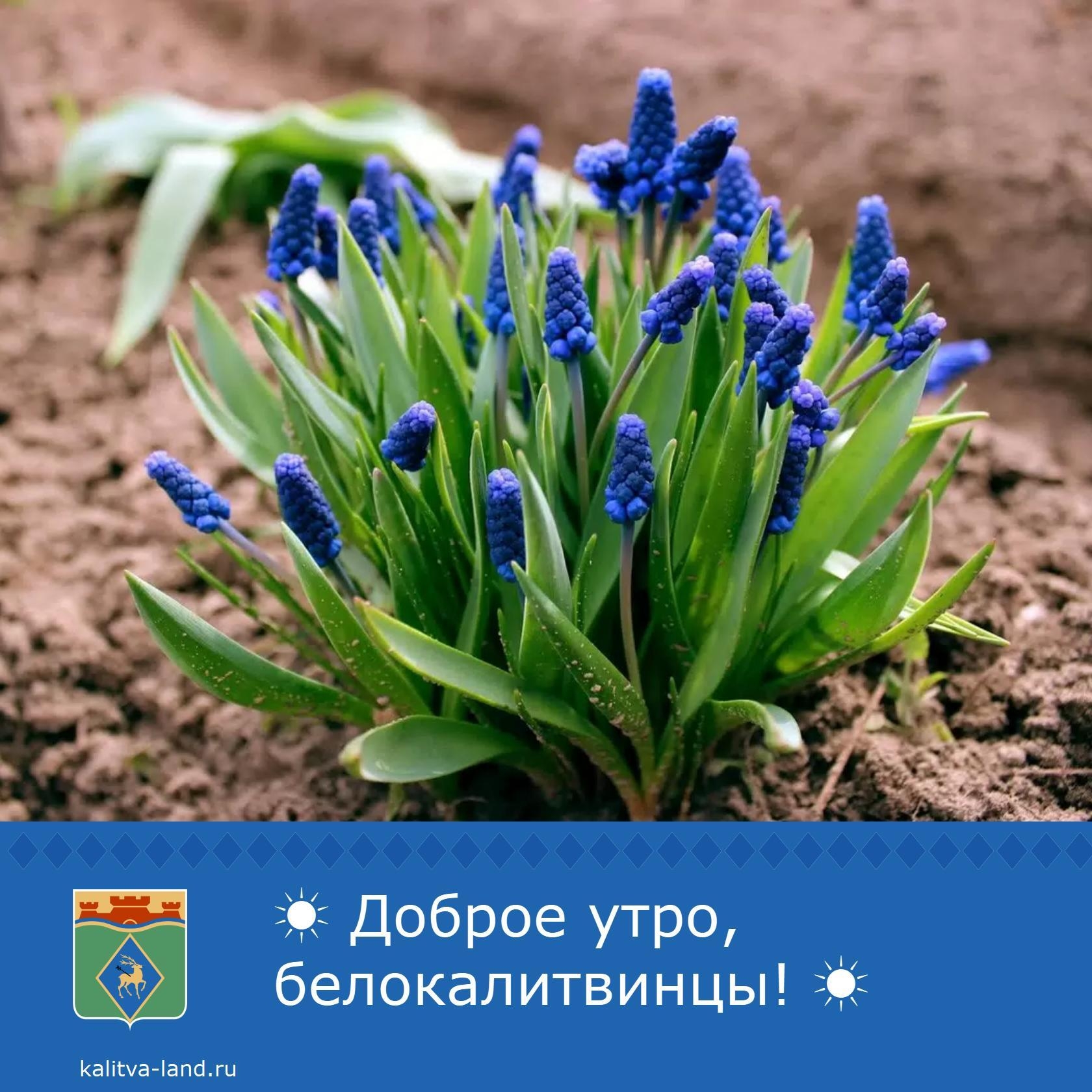 ☀ Доброе утро, белокалитвинцы!