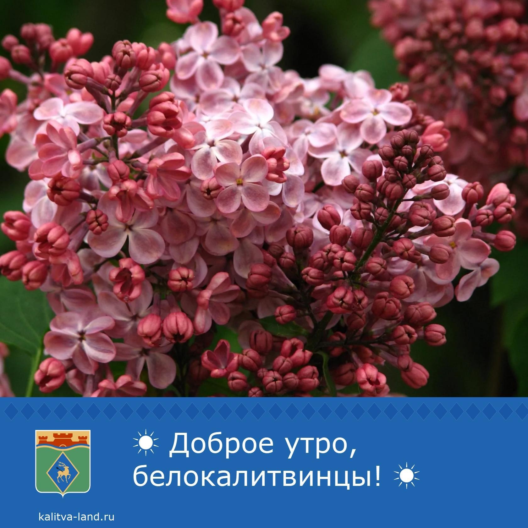  Доброе утро, белокалитвинцы!