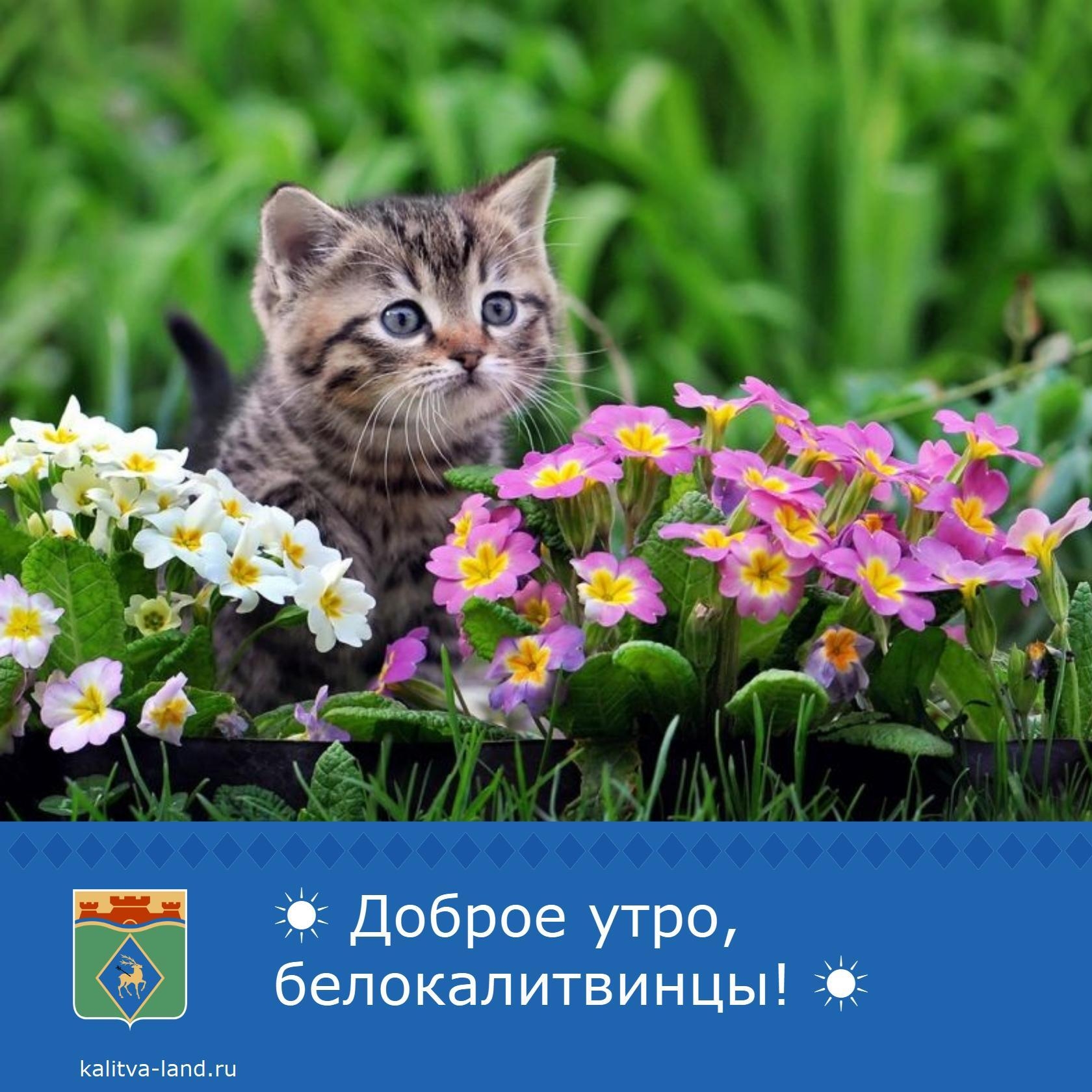 Доброе утро, белокалитвинцы! 