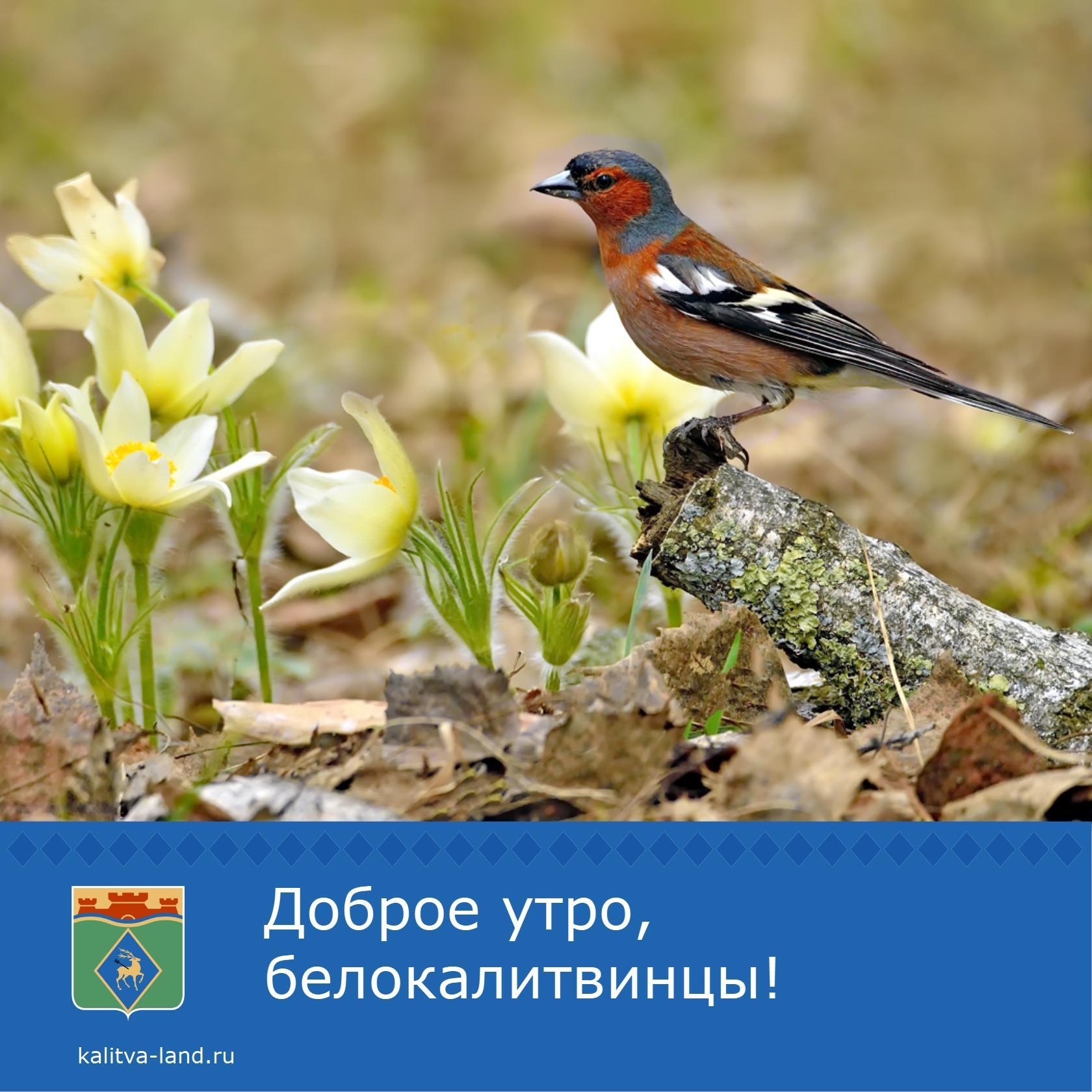 ☁️ Доброе утро, белокалитвинцы!