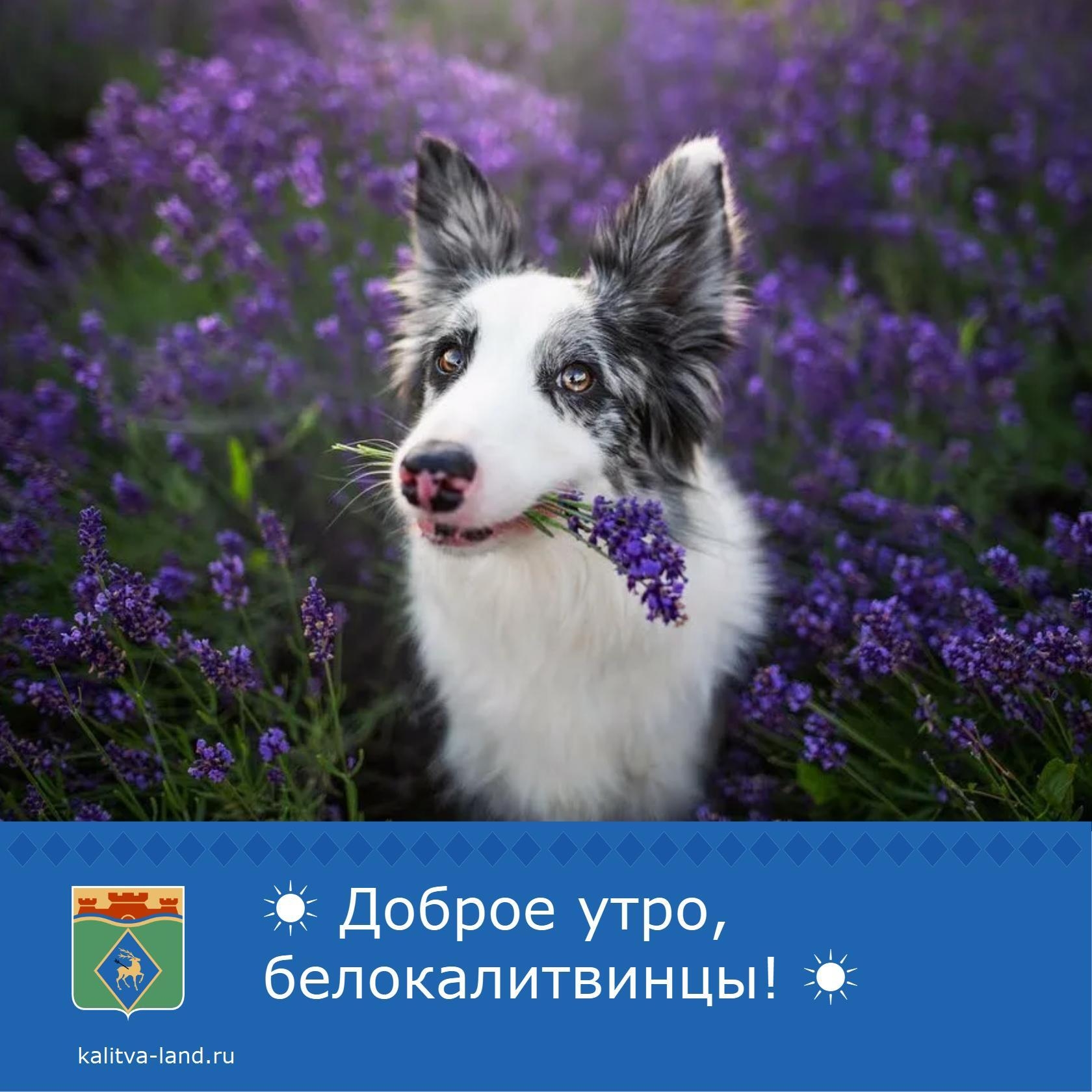 ✨Доброе утро, белокалитвинцы!